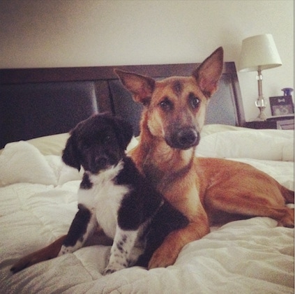 A large-eared brown with black Malinois X is laying on a human's bed in front of a black and white puppy that is sitting between its front paws. The puppy's head is tilted to the left. There is a night stand with a lamp that has a white lamp shade next to the bed.