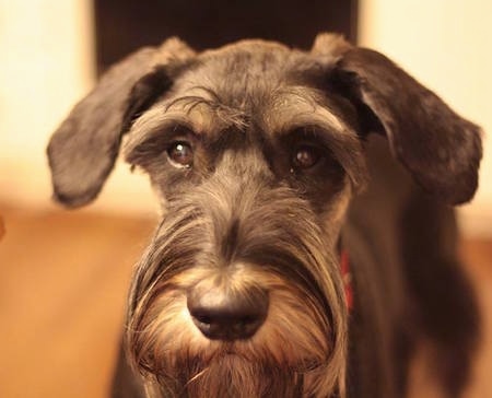Close Up head shot - A black and silver Giant Schnauzers face