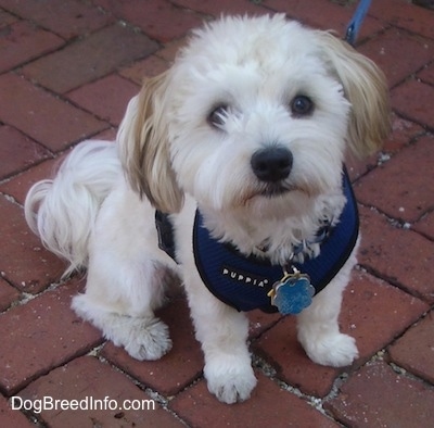 A white with tan Havanese is sitting on a brick walkway wearing a blue harness.