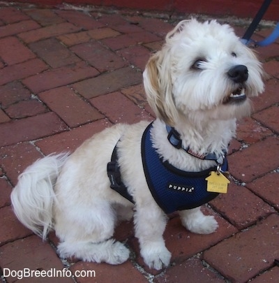 A white with tan Havanese is sitting on a brick walkway wearing a blue harness looking up with its mouth open