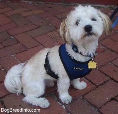 A white with tan Havanese is sitting on a brick walkway wearing a blue harness looking up.