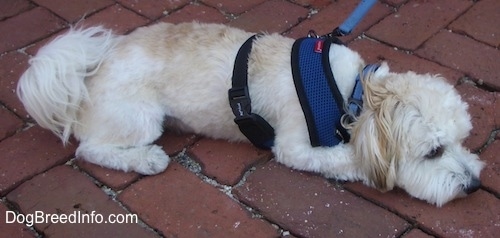 A white with tan Havanese is laying down on a brick walkway  wearing a blue harness.