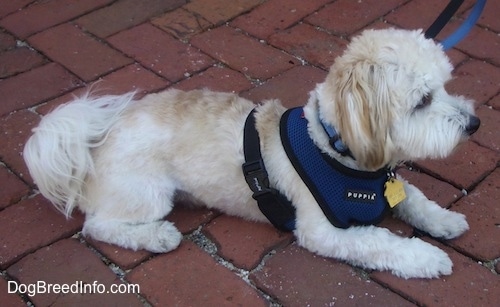 A white with tan Havanese is laying on a brick walkway wearing a blue harness looking forward
