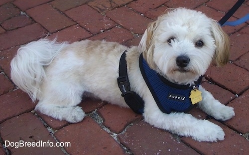 A white with tan Havanese is laying on a brick walkway. 