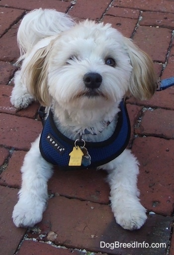 A white with tan Havanese is laying on a brick walkway wearing a blue harness looking up. Some hair is obscuring its left eye.