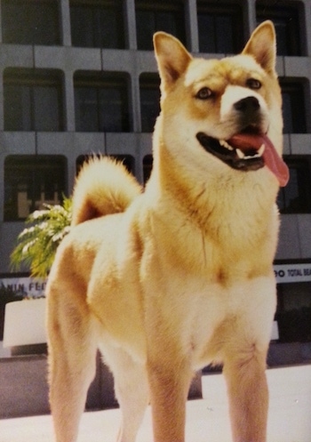 A tan with white Jindo is standing in front of a large high-rise building. Its mouth is open and tongue is out