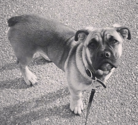 A wrinkly faced, black and white photo of a Jug/English Bulldog mix breed dog. It is standing in a parking lot looking up.