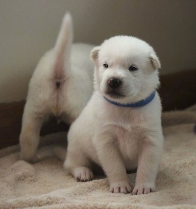 Two white Kishu Ken puppies are on a tan dog bed. One is sitting and the other is standing with its back end facing the camera.