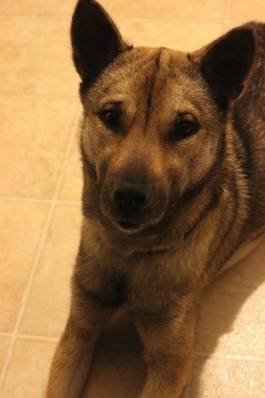 Close up upper body shot - A brown with black Kishu ken is laying on a tan tiled floor