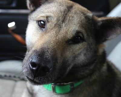 Close Up head shot - A brown with black Kishu ken is wearing a green collar sitting in the passenger side of a vehicle.
