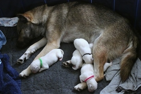 A brown with black Kishu Ken and her litter of white puppies are sleeping on a large sized dog bed.