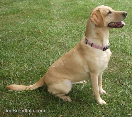 Right profile - A happy looking yellow Labrador Retriever is wearing a pink collar sitting in grass and its mouth is open and tongue is out.