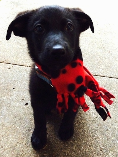 Veiw from the front - A black Labrador Retriever mix puppy is standing on a concrete surface. It is looking up and it has a red with black scarf that looks like an octopus toy wrapped around its neck.