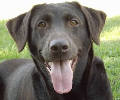 Close Up upper body shot - A happy looking, chocolate Labrador Retriever is laying in grass. Its mouth is open and its tongue is out