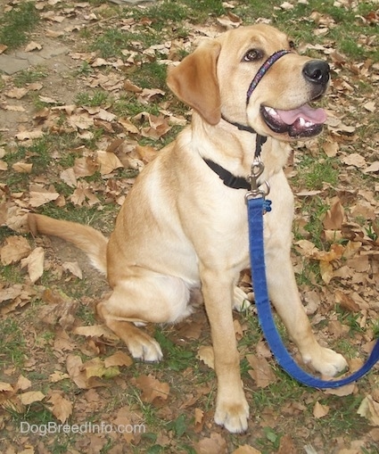 A yellow Labrador Retriever is sitting in grass and there are leaves around it. It is wearing a gentle leader and its mouth is open and tongue is out.