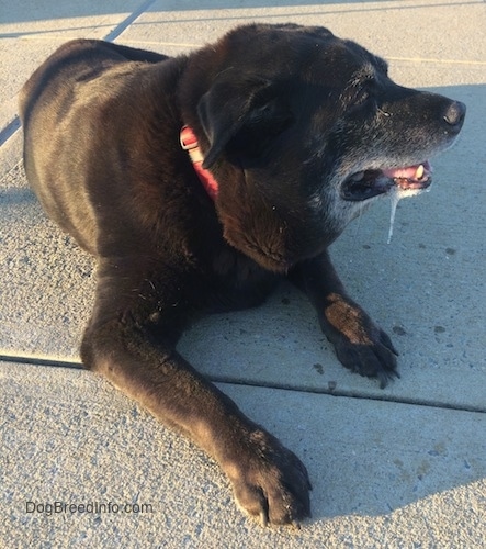 A black with white Labrottie is laying on a concrete block. It has a long piece of drool coming off the side of its mouth