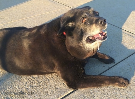 The side of a black with white Labrottie is laying on a concrete block. It is looking up drooling and there is a large lump on is neck that his hanging over its collar.