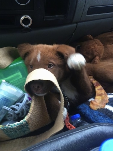 A red with white Pit Bull mix breed puppy is laying on the floor of a vehicle and its paw is in the air. Its snout is under the strap of a tan purse. There is a half chewed pig ear next to the pup and a drink, deoderant and other items in the purse.