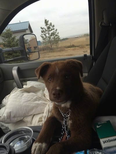 A red with white Pit Bull mix is laying on top of a pillow in the passenger seat of a vehicle. There is a drink in the cup older and a pack of Newport cigarettes next to the dog.