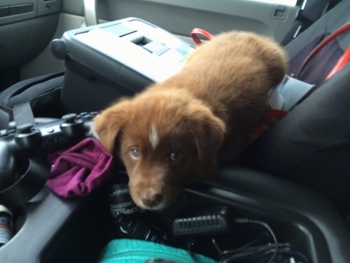 A red with white Pit Bulll mix is laying on top of a box that is in the passenger seat of a vehicle. Its head is over top of the open arm rest. There is a PS4 Controller next to it.