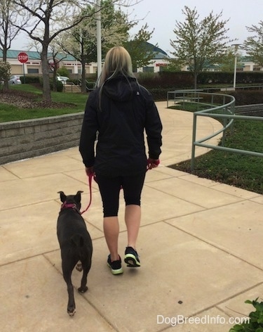 A girl with colorful hair is walking up a sidewalk with a blue nose American Bully Pit puppy heeling next to her.