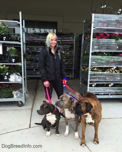 A girl with colorful hair is standing on a concrete surface in front of a lot of racks that have flowers on them holding the leashes of three dogs, a blue nose American Bully Pit puppy, A blue nose Pit Bull Terrier and a brown with black and white Boxer. They are looking to the left, the girl is looking forward and smiling.