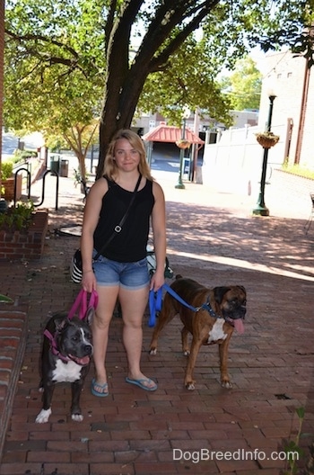 A blonde haired girl is standing on a brick sidewalk with a blue nose American Bully Pit dog and a brown brindle Boxer. The dogs have there mouths open and tongues out.