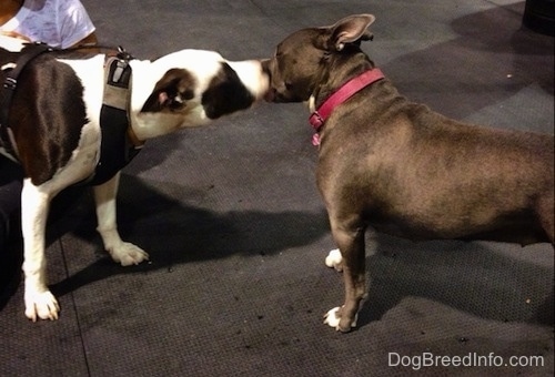 A black and white Frenchie Staffie dog is licking the face of a blue nose American Bully Pit dog. They are standing on a rubber surface.
