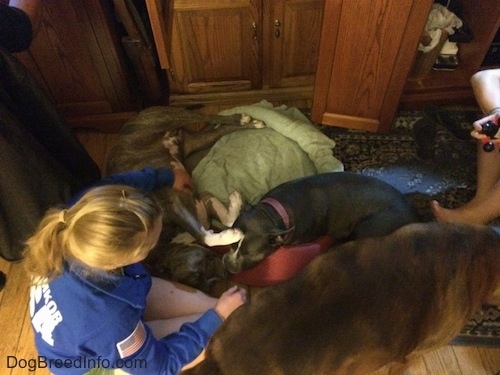 A blonde haired girl is petting the stomach of a blue nose American Bully Pit dog that is laying in a dog bed. Next to her is a blue nose gray colored pit bull dog. Walking away from the blonde haired girl is a brown brindle Boxer.