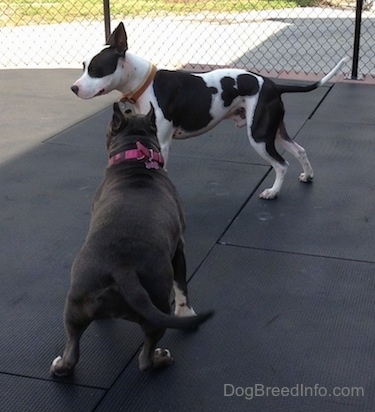 A black and white Frenchie Staffie is standing on a rubber mat and a blue nose American Bully Pit is standing adjacent to him. The dogs are about to play.