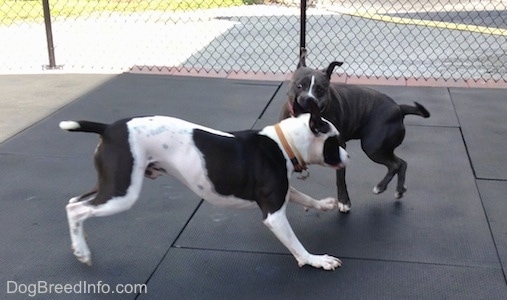 A black and white Frenchie Staffie is running across a rubber mat. There is a blue nose American Bully Pit that is playfully nipping at the Frenchie.