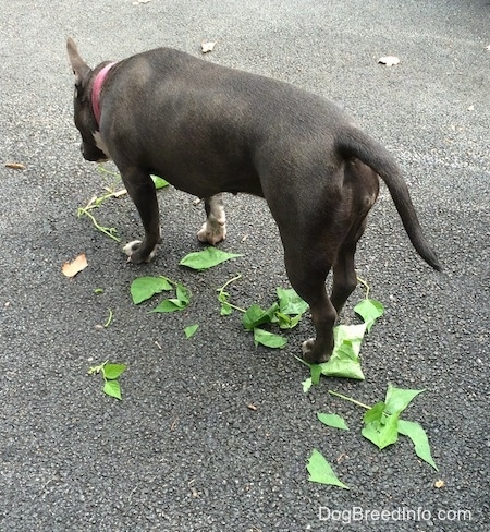 A blue nose American Bully Pit is standing on top a line of leaves on a black top surface.