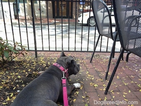 Back side view of a blue nose American Bully Pit dog laying on a brick sidewalk next to black outdoor chairs. she is looking out of the metal fence in front of her.