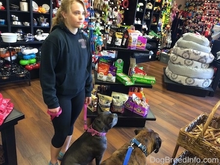 A blue nose American Bully Pit and a brown brindle Boxer are sitting on a hardwood floor in a pet store. There is a blonde haired girl standing behind the Bully Pit holding her leash.