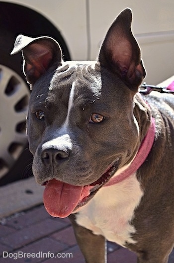 Close up front side view - A happy-looking blue nose American Bully Pit dog is standing on a brick sidewalk looking to the left. Her mouth is open and tongue is out.
