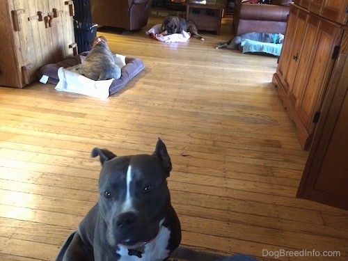 A blue nose American Bully Pit is sitting on a dog bed and behind it an American Pit Bull Terrier, a brown with black and white Boxer and a blue nose Pit Bull Terrier are laying on there own dog beds chewing bones.