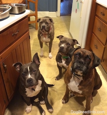 A blue nose American Bully Pit, an American Pit Bull Terrier, a brown with black and white Boxer are sitting on a tiled kitchen floor and behind them is a standing blue nose Pit Bull Terrier.