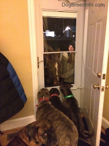 A blue nose American Bully Pit, an American Pit Bull Terrier and a blue nose Pit Bull Terrier are standing in front of a house door looking at the horse on the porch. A brown with black and white Boxer is looking back confused.