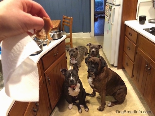 A blue nose American Bully Pit, an American Pit Bull Terrier, a brown with black and white Boxer are sitting on a tiled kitchen floor and behind them is a laying blue nose Pit Bull Terrier. There is a person holding a piece of chicken and all the dogs are looking at the chicken.