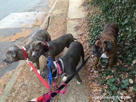 A blue nose American Bully Pit, an American Pit Bull Terrier, a brown with black and white Boxer and a blue nose Pit Bull Terrier are all on leashes standing on a sidewalk and they are looking to the left.