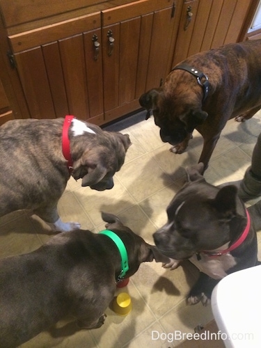 A blue nose American Bully Pit, an American Pit Bull Terrier, a brown with black and white Boxer and a blue nose Pit Bull Terrier are standing and sitting on a tiled floor. They are looking down at a cup treat that was placed down for them.
