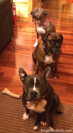 A blue nose American Bully Pit is sitting on a rug, behind her is a brown with black and white Boxer and behind him is a blue nose Pit Bull Terrier.