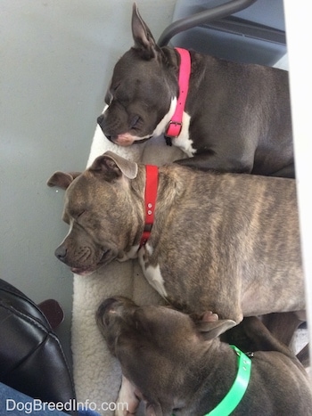 Top down view of A blue nose American Bully Pit, an American Pit Bull Terrier and a blue nose Pit Bull Terrier sleeping under a table.