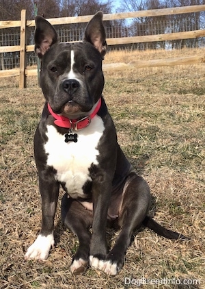 A blue nose American Bully Pit is wearing a hot pink collar sitting in grass and she is looking forward. Both of her ears are up and there is a wooden fence behind her.