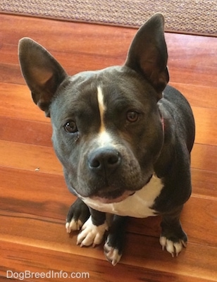 A blue nose American Bully Pit is sitting on a hardwood floor and she is looking up.