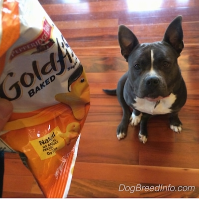 A blue nose American Bully Pit is sitting on a hardwood floor and she is looking up at a bag of Goldfish crackers.