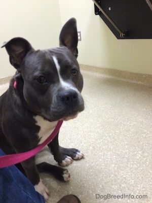 A blue nose American Bully Pit is sitting on a floor in a Veterinarian's office and looking forward.