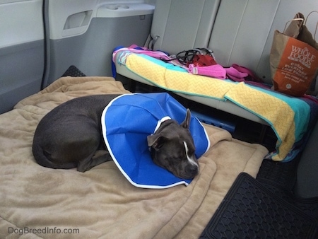 A blue nose American Bully Pit is sleeping on a dog bed in the back of a van. She is wearing a blue flexable dog cone.