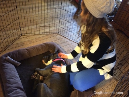 A girl in a black and white sweater is touching the side of a blue nose Bully Pit that is laying on her side on a dog bed in a pen.