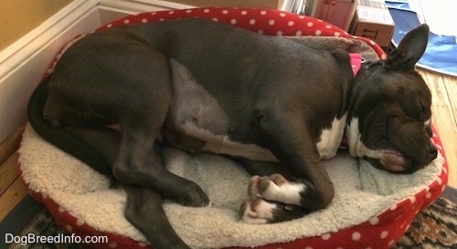 A blue nose American Bully Pit is sleeping on her left side on a red and white polka dot dog bed.